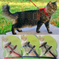 Cat Collars, Leashes & Harnesses