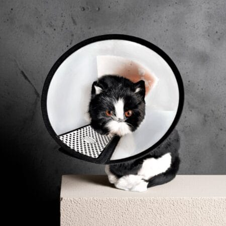Cat Wearing Soft Recovery Cone for Cats & Dogs