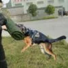 Dog Bite Sleeve Training