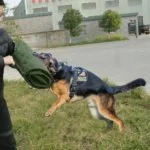 Dog Bite Sleeve Training
