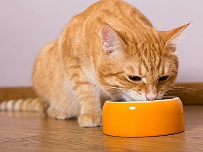 Furry Companion Cat