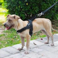Dog harness on and off adjustable
