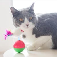 Cat Toy - Reem Pet Store