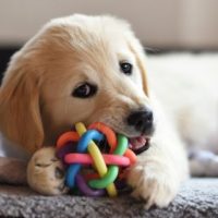 Toys for Dogs and Puppies