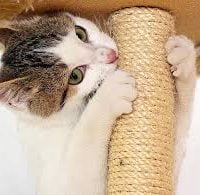 Cat Scratcher Single Pole-Reem Pet Store