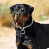 Dog Wearing Extra fine choke chain