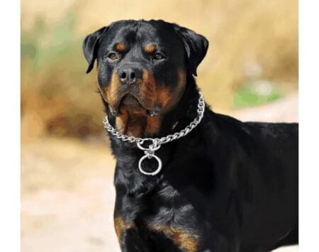 Dog Wearing Extra fine choke chain