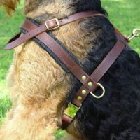 Leather Leash Harness Dog- Reem Pet Store