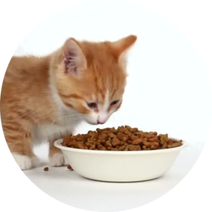 Kitten eating dry food - Image By Reem Pet Store
