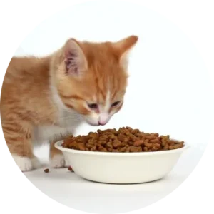Kitten eating dry food - Image By Reem Pet Store