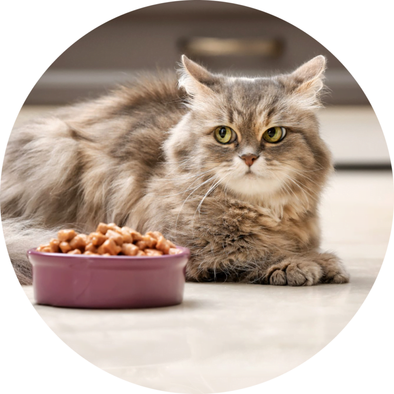 Reem Pet Store Buy Pet Supplies Online in Pakistan