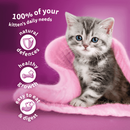 Whiskas poultry feast kitten jelly 2