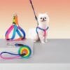 Rainbow Leash Harness Dogs